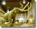 mammoth.jpg