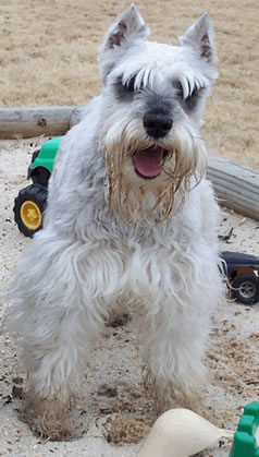 cilla-doggie.jpg